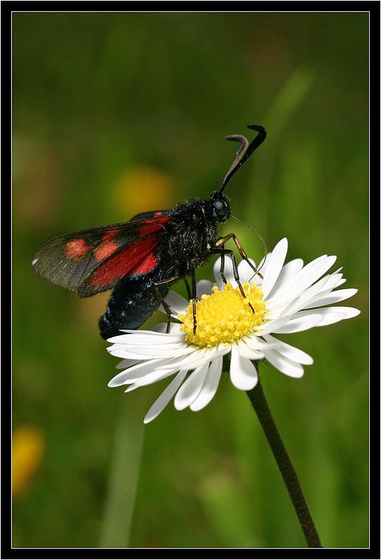 macro014.jpg